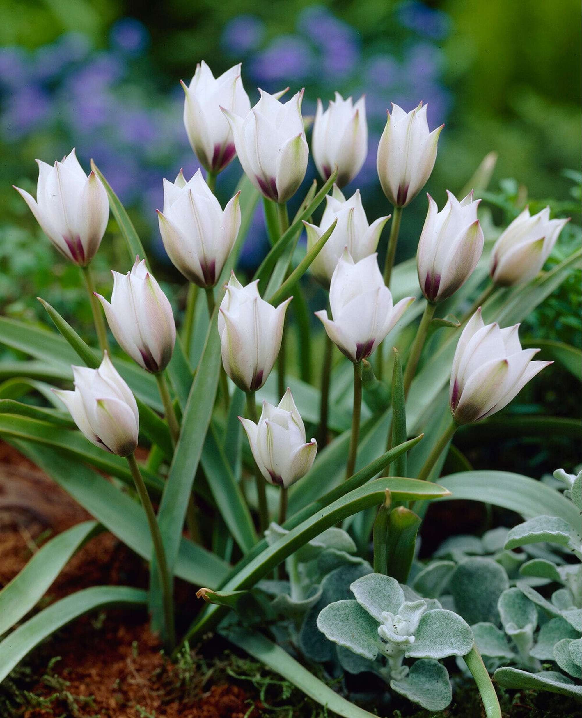 Tulpe 'Pulchella Alba maculata Courulea'
